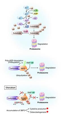 E3-ubiquitin ligases and recent progress in osteoimmunology